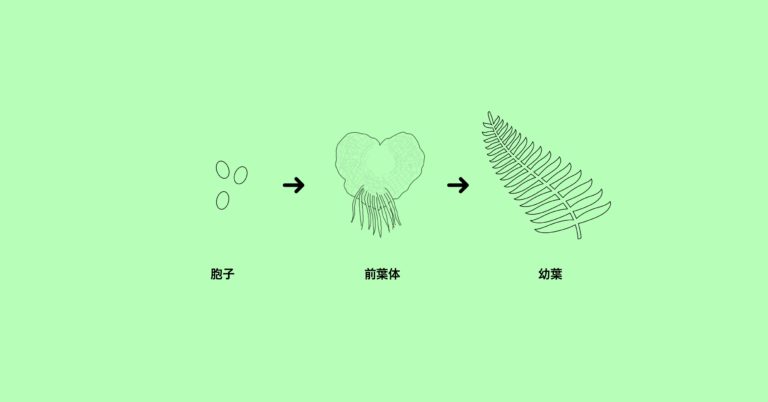 ビカクシダ エルサ 前葉体 胞子体少し多め+ajmt-arch.com