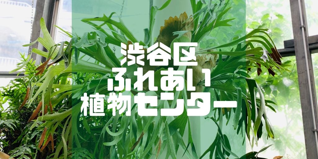 さようなら5月病 閲覧注意 渋谷区ふれあい植物センターでビカクシダを愛でる 月刊ビカクシダ